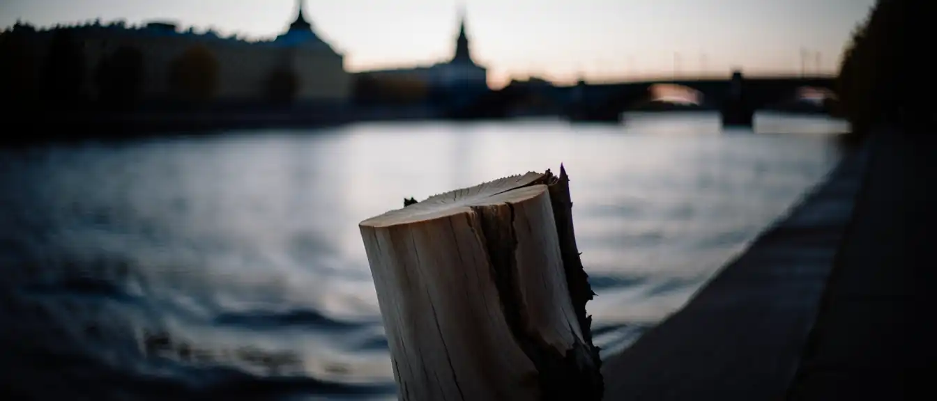 Исчезновение исторического символа Петербурга: у Банковского моста спилили столетний берлинский тополь