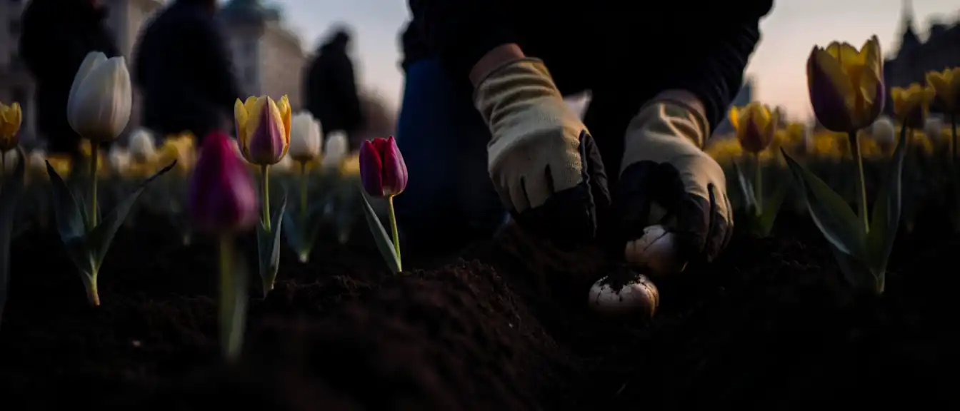 В Москве началась ежегодная подготовка городских клумб к весеннему цветению тюльпанов